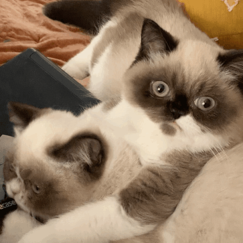 Two Cats Lying Together Looking at Camera
