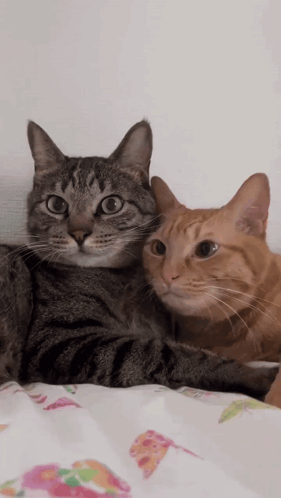 Two Cats Lying Together One Looking At Camera