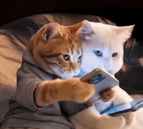 Two Cats on Couch Looking at Phone