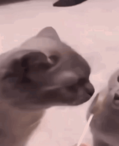 Two Cats, One Looking At Camera GIF