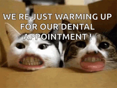 Two Cats Open Mouths Saying Were Just Warming Up For Dental Appointment GIF