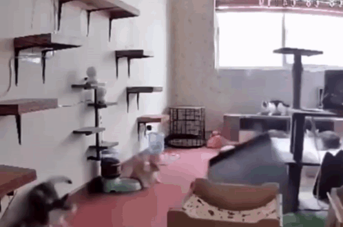 Two Cats Playing in Room