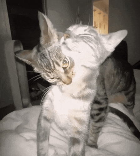 Two Cats Playing On Bed GIF