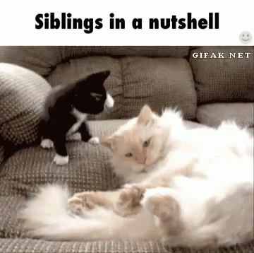 Two Cats Playing on Couch