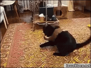 Two Cats Playing on Rug iwebloca.net