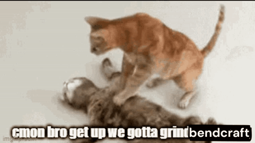 Two Cats Playing, One Lying Down