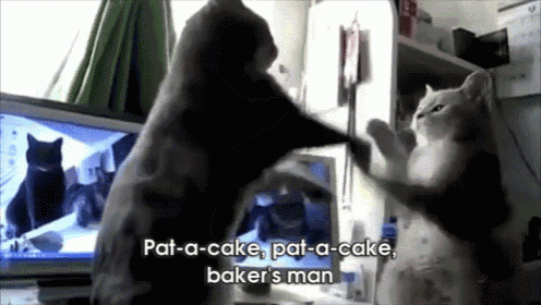 Two Cats Playing Pat-a-cake Gif GIF