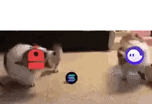Two Cats Playing With Ball and Red ID