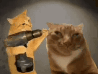 Two Cats Playing With Drill GIF