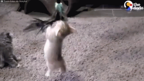 Two Cats Playing With Toy GIF