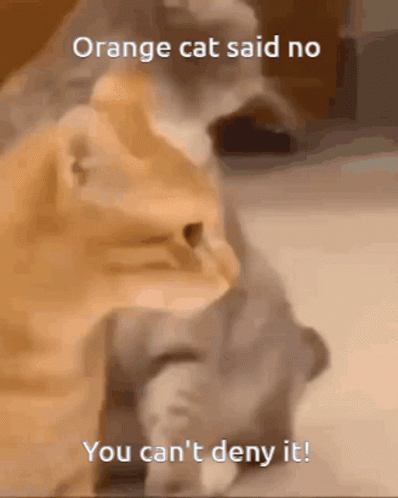Two Cats Saying Orange Cat No Deny It GIF