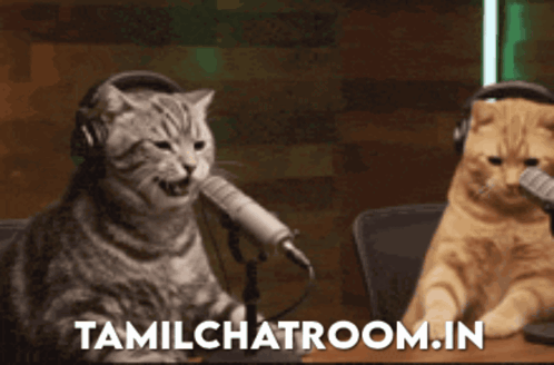 Two Cats Sitting at Microphones tamilchatroom.in