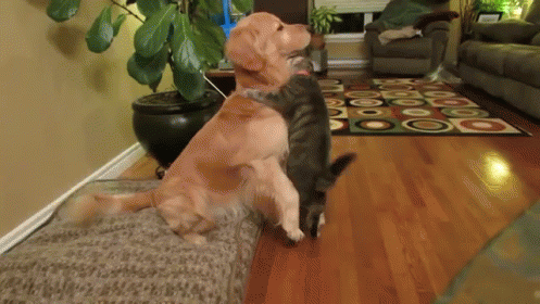 Two Cats Sitting by Brick Wall Saying Maybe Someday They Will Play Together