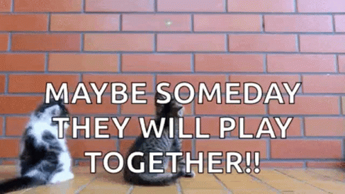 Two Cats Sitting in Front of Brick Wall Maybe Someday They Will Play Together