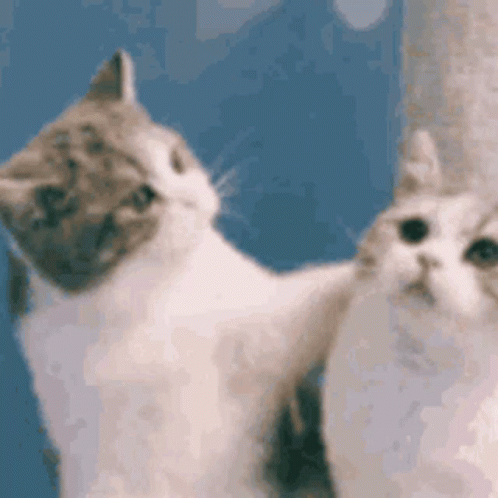 Two Cats Sitting Next to Each Other