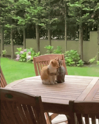Two Cats Sitting On A Wooden Table In A Backyard GIF