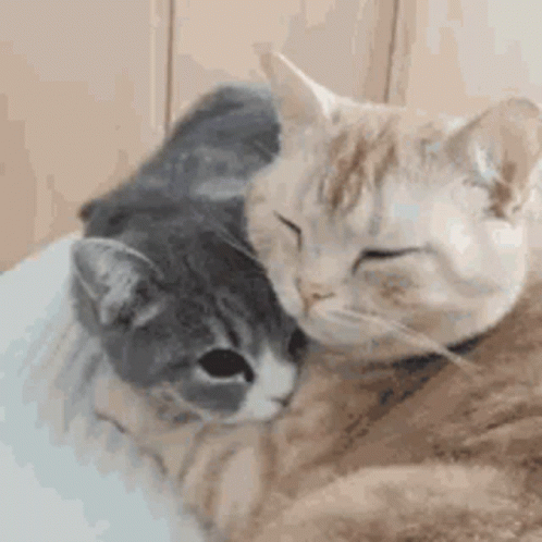 Two Cats Sitting On Bed Looking At Each Other GIF