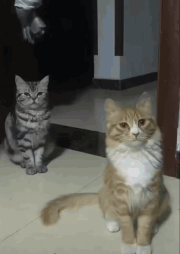 Two Cats Sitting, One Looking At Camera GIF