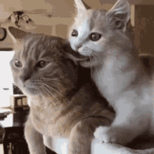 Two Cats Sitting Together