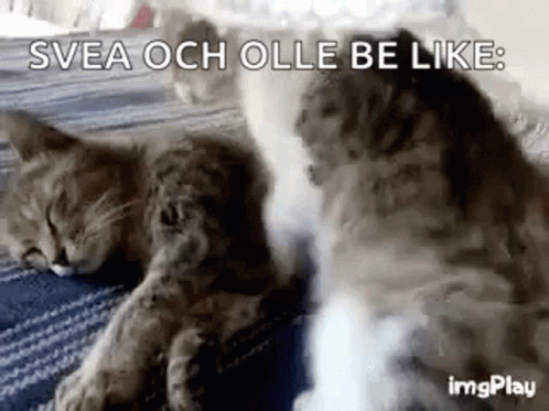 Two Cats Sleeping svea och olle be like