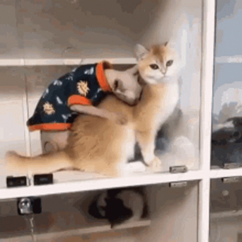 Two Cats Stacked One Wearing Sweater