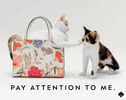 Two Cats Standing Next To A Kate Spade Purse GIF