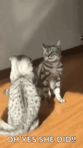 Two Cats Standing on Wooden Floor One Saying Oh Yes She Did