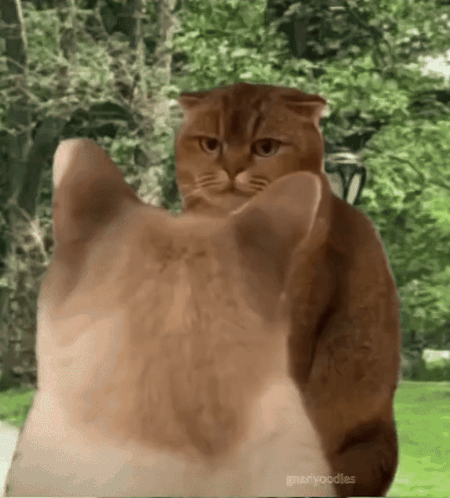 Two Cats Standing One Looking At Camera