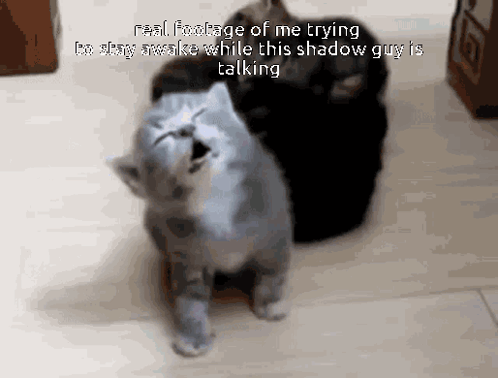 Two Cats Standing Real Footage of Me Trying