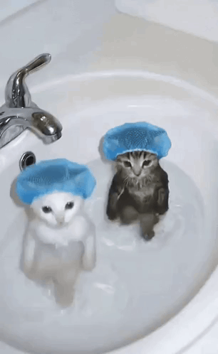 two cats wearing blue shower caps are taking a bath in a sink .