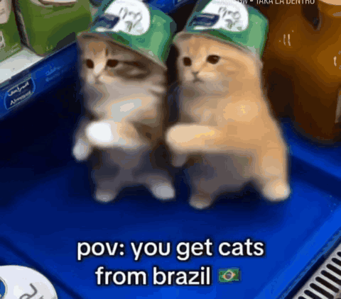 Two Cats Wearing Green Hats With The Words Pov You Get Cats From Brazil GIF