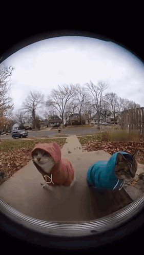 Two Cats Wearing Hoodies Looking Out Door