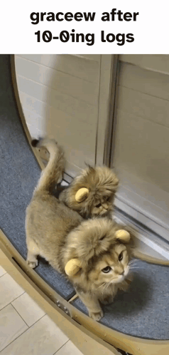Two Cats In Lion Hats On Roller Coaster GIF