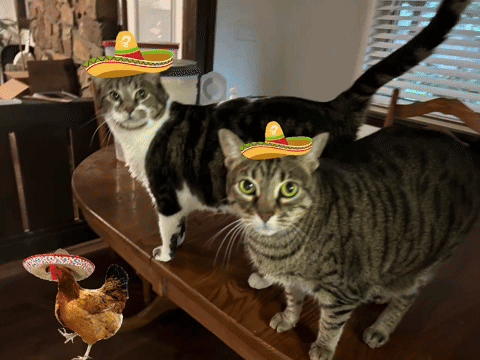 Two Cats Wearing Sombrero Hats Are Standing Next To A Chicken GIF