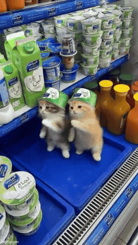 Two Cats Wearing Yogurt Hats