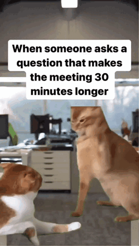 Two Cats When Someone Asks Question That Makes Meeting 30 Minutes Longer