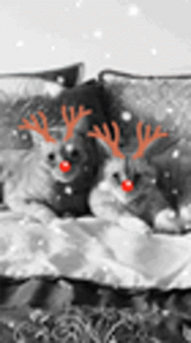 Two Cats With Reindeer Antlers And Red Noses Laying On Bed GIF