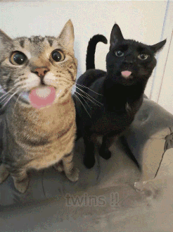 Two Cats With Twins Text