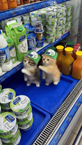 Two Cats With Yogurt Cups on Heads in Store