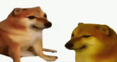 Two Cheetah Dogs Are Sitting Next To Each Other And Looking At Each Other On A White Background . GIF