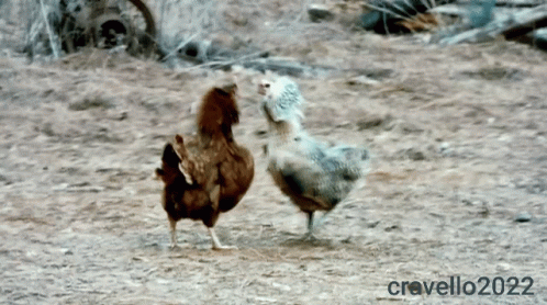Two Chickens Standing in Dirt Field With 2022