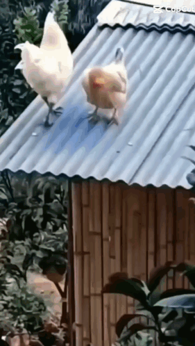 Two Chickens Standing On Roof Next To Bamboo Hut GIF