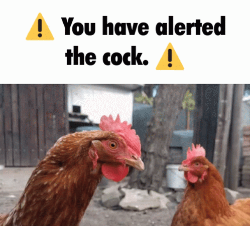 Two Chickens Warning Sign You Have Alerted the Cock