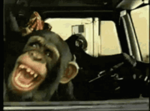 Two Chimpanzees Are Looking Out Of A Car Window GIF