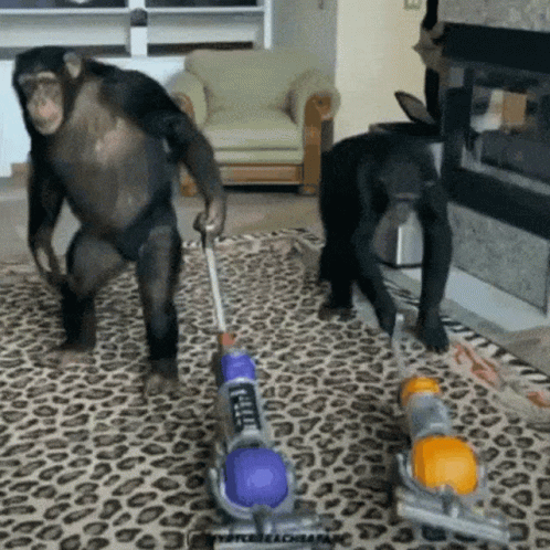 Two Chimpanzees Are Vacuuming A Leopard Print Rug In A Living Room GIF