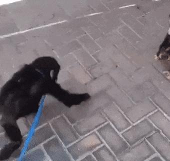 Two Chimpanzees Are Walking On A Leash On The Sidewalk . GIF