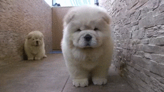 Two Chow Dog Breed GIF