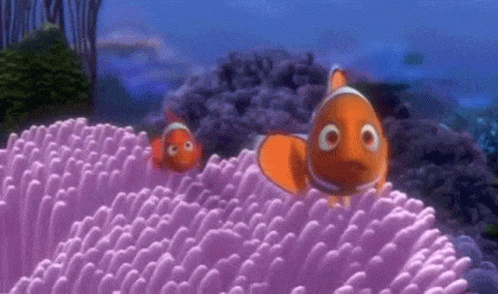 Two Clown Fish Near Pink Coral