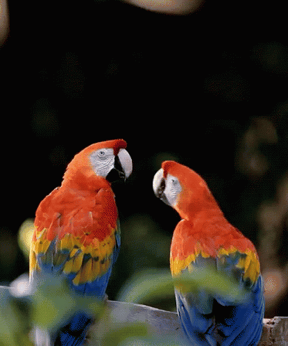 Two Colorful Parrots Are Looking At Each Other On A Branch GIF