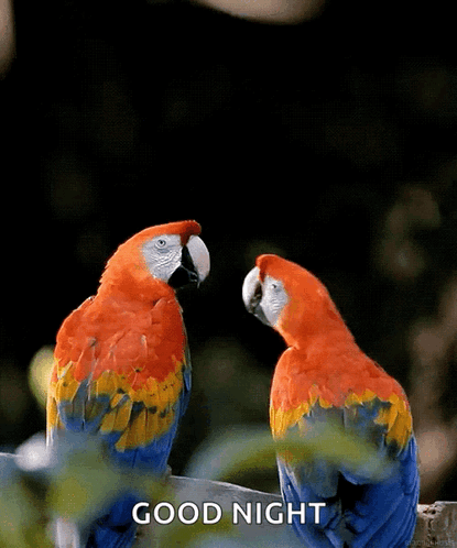 Two Colorful Parrots Sitting Next To Each Other With The Words " Good Night " Written Below Them GIF